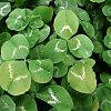 Trifolium repens