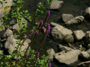 Plantas pintorescas. Litrum salicaria. Plantas pintorescas. Lithrum salicaria.