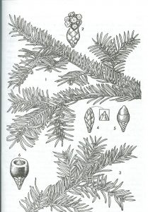 Taxus Baccata.