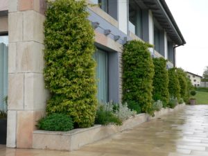 Agrupaciones de plantas en el diseño de jardines.